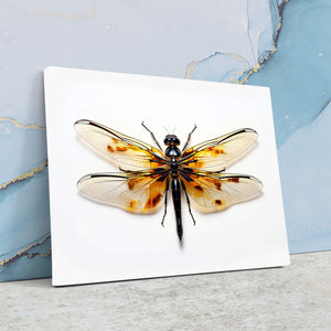 Dragonfly Arts - Luxury Wall Art