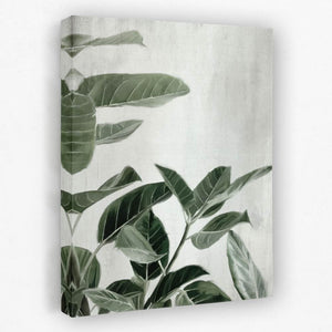 Ficus Plants - Floral Canvas Wall Art