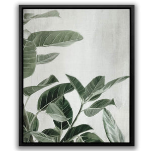 Ficus Plants - Large Minimalist Canvas Print