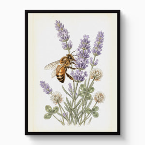 Honeybee Lavender Forage โ honeybee lavender forage white studio framed black