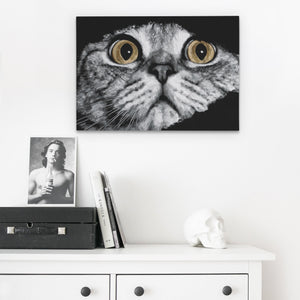 Scottish Fold Intense โ Scottish Fold Intense Skull Desk 177