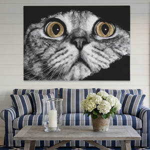 Scottish Fold Intense โ Scottish Fold Intense Striped Couch Land 193