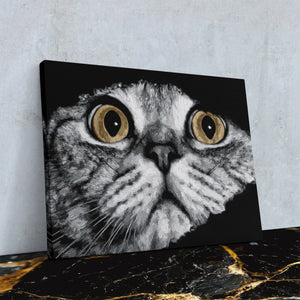 Scottish Fold Intense โ Scottish Fold Intense Against Wall4x5 Reflect 1