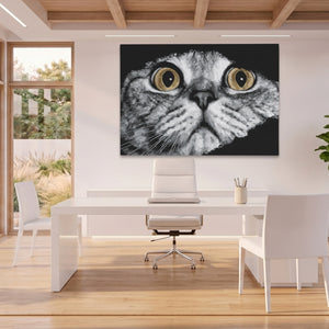 Scottish Fold Intense โ Scottish Fold Intense Beach House Office Land 17