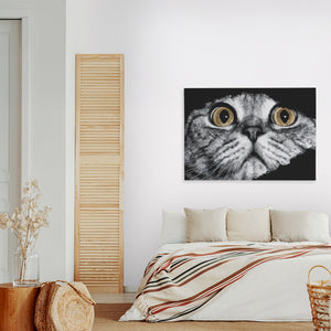 Scottish Fold Intense โ Scottish Fold Intense New Land Nice Bedroom 129