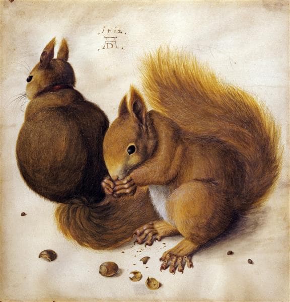 Two squirrels by Albrecht Dürer at Albertina, Vienna