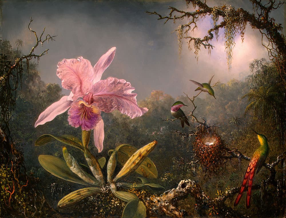 Cattleya Orchid and Three Hummingbirds by Martin Johnson Heade