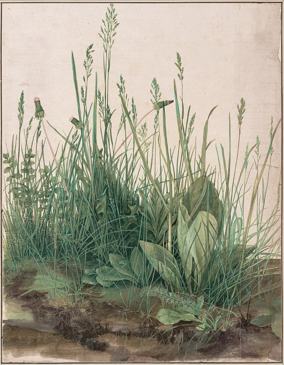 The Great Piece of Turf by Albrecht Dürer (1503), Watercolor and gouache on paper at Albertina