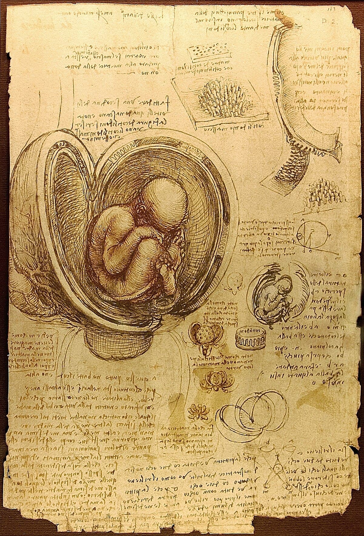 Study by Leonardo da Vinci