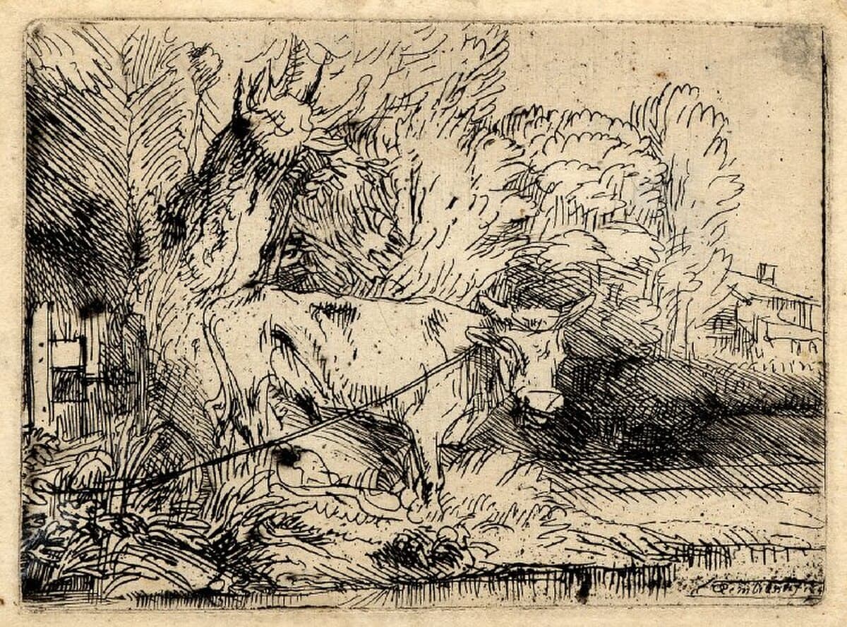 The Bull by Rembrandt van Rijn