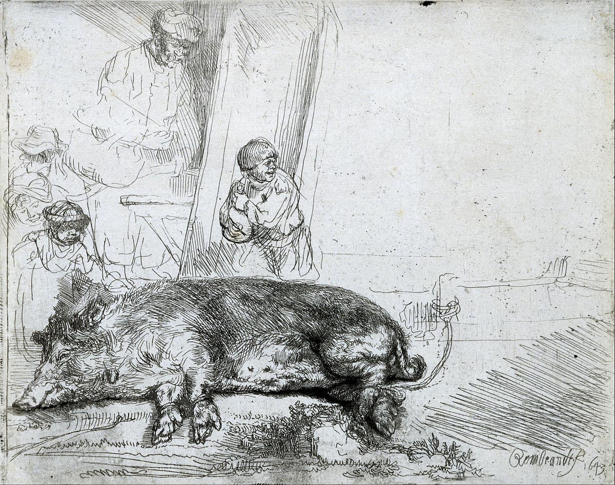 The hog by Rembrandt van Rijn