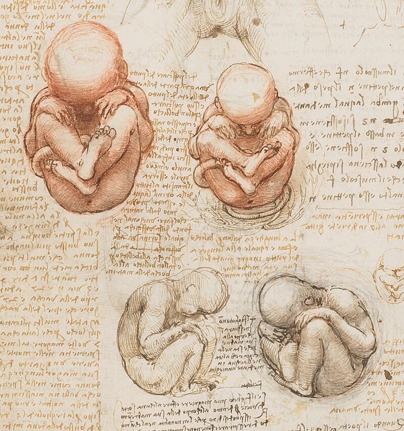 Studies of the Foetus in the Womb by Leonardo da Vinci