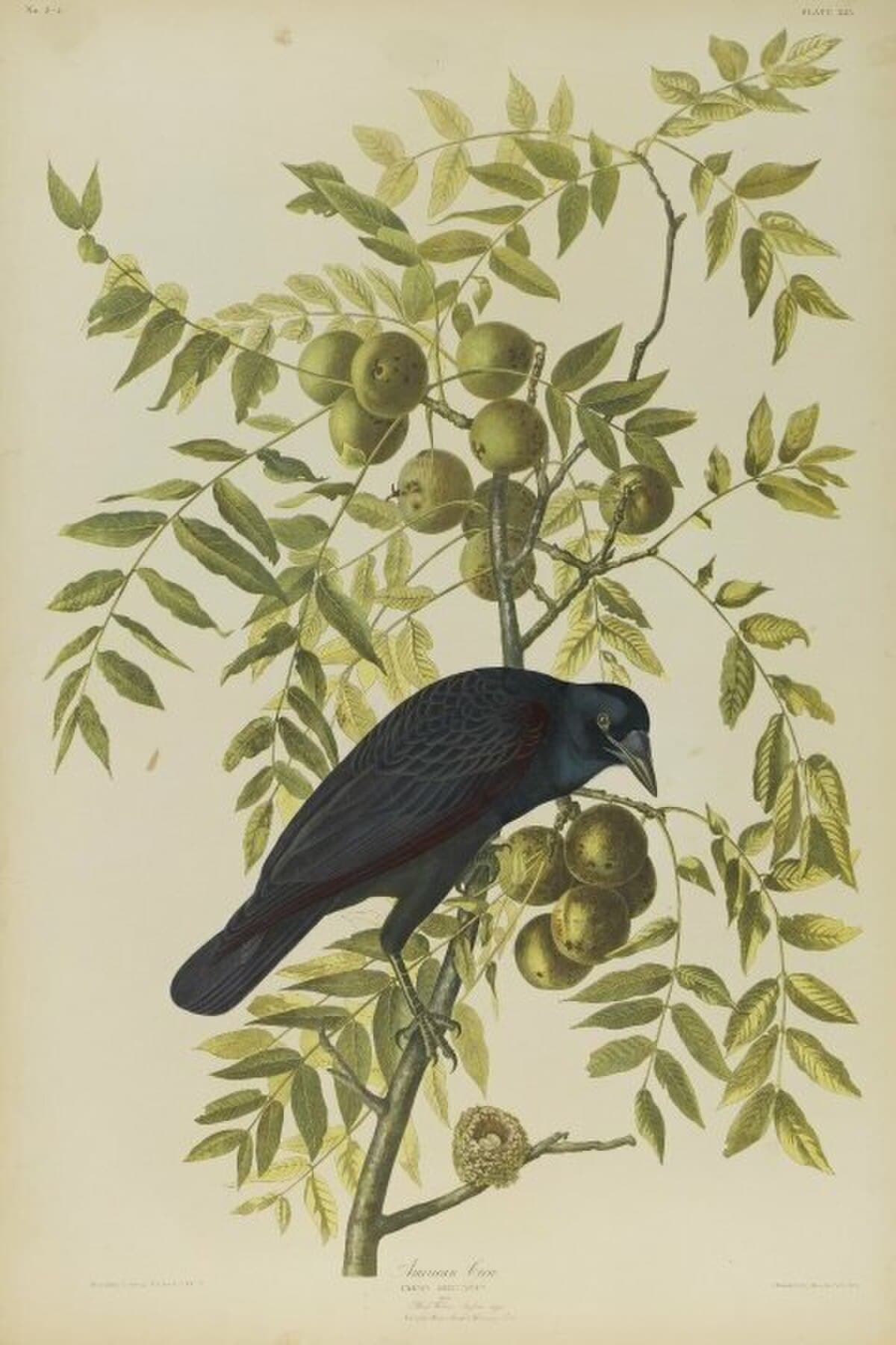 Artwork by John James Audubon