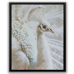 a picture of a white peacock with feathers