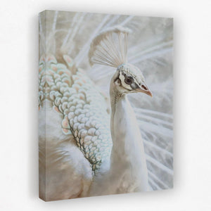 a close up of a white peacock on a white background