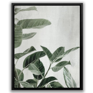 Ficus Plants - Luxury Wall Art