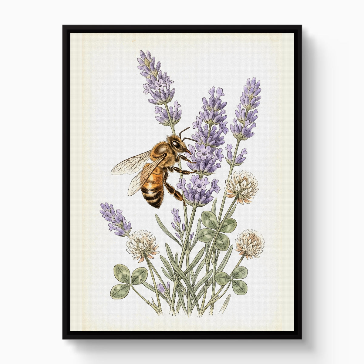 Honeybee Lavender Forage — honeybee lavender forage white studio framed black