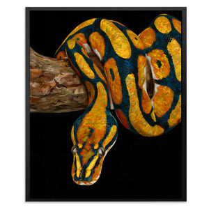 Python's Golden Coil - Animals Canvas Wall Art