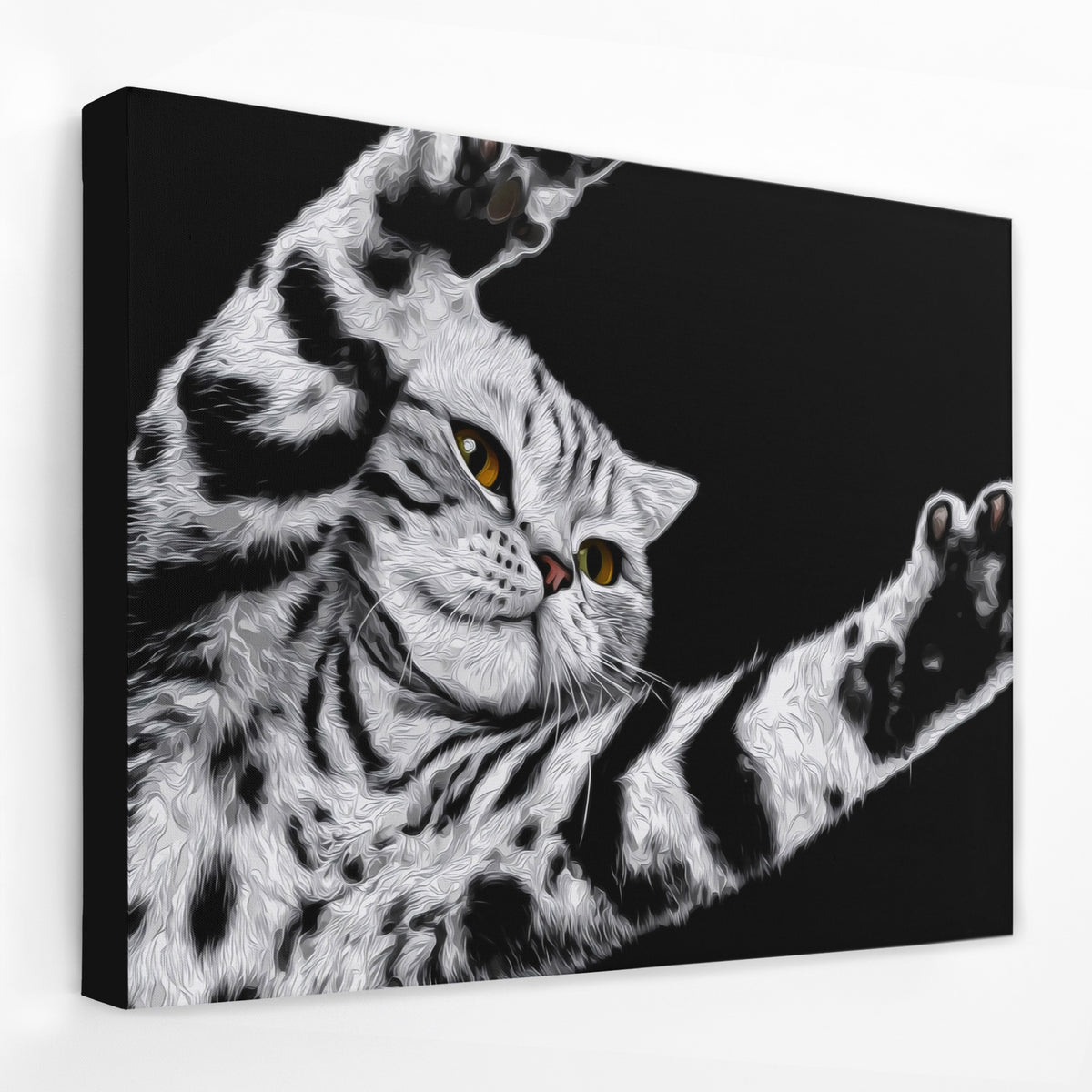 Scottish Fold Reaching — Scottish Fold Reaching Landscape   Side View   Black Wrap 98